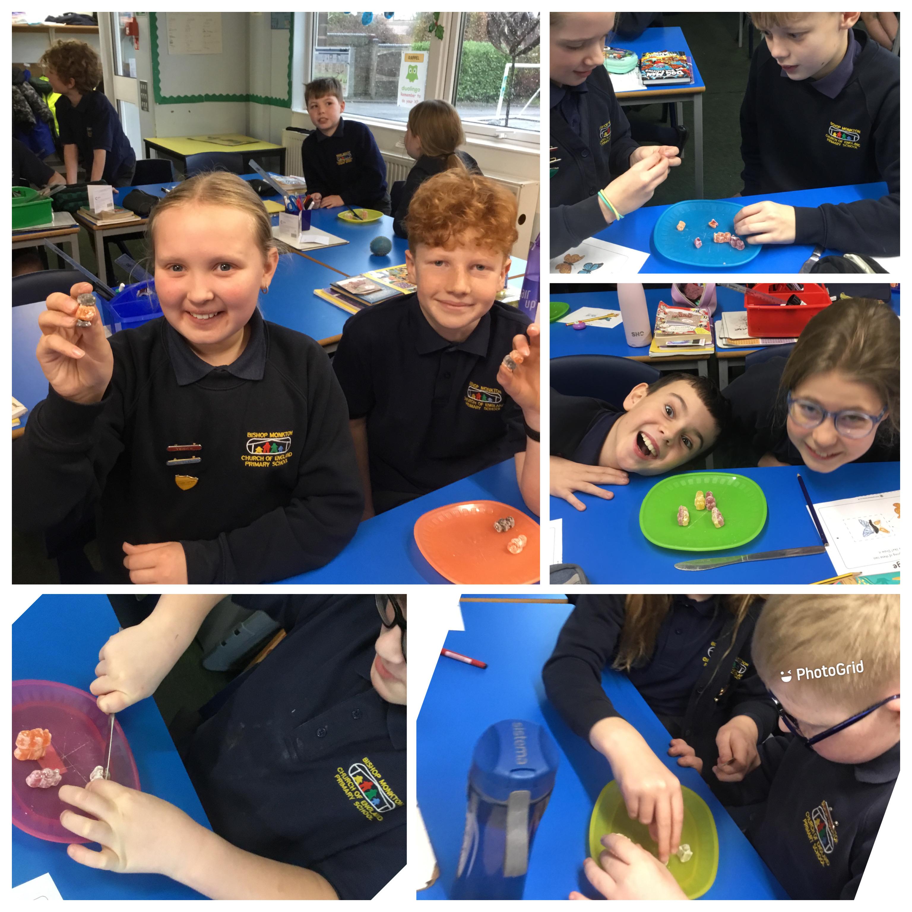 Mummy and daddy jelly baby had a baby - what they inherit from their parents?